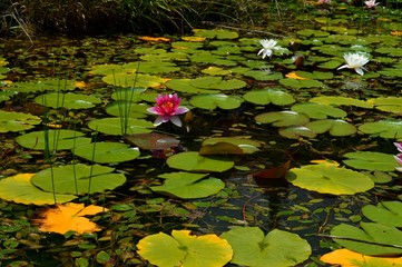 water lilies in a pond
