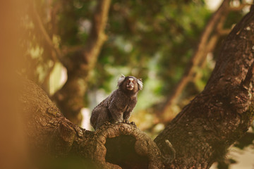 Curious marmoset
