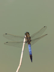 libellula blu