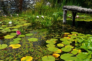 water lilies in a pond
