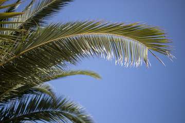 Palme blauer Himmel