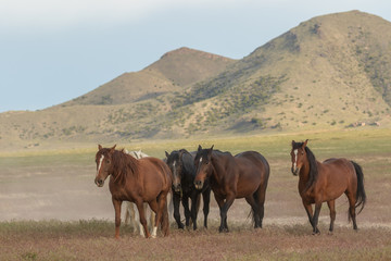 Majestic Wild Horses in Utah in Summer