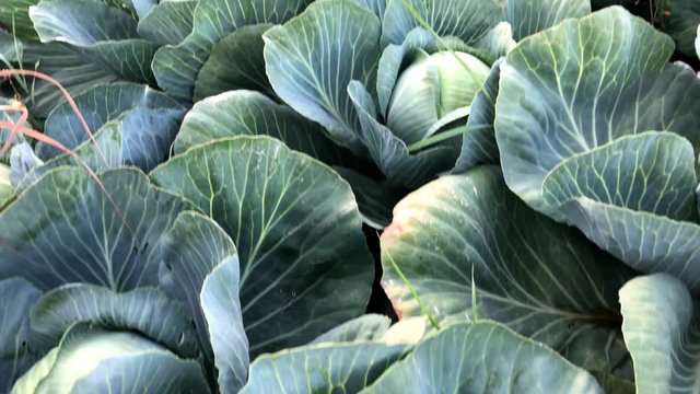 Red cabbage on the field