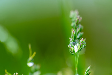 Fresh grass with dew drops close up