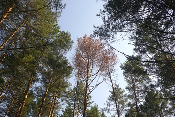 dry pine tree in a pine forest