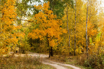 Autumn forest nature landscape