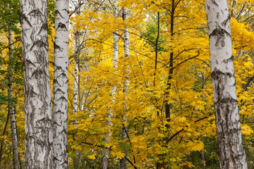 Birch autumn nature wallpaper