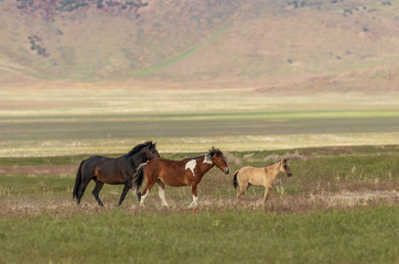 Majestic Wild Horses in Utah in Summer