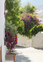 Obraz na płótnie Canvas Bouganvillea auf Ibiza