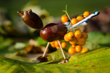 autumn chestnut creative funny figure of bird