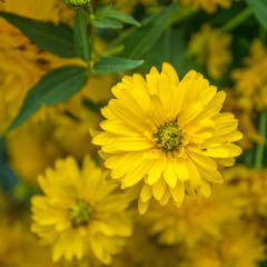 Beautiful yellow spring blossoming flower Rudbeckia, golden ball.