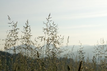Grass on the meadow. Slovakia