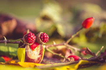 autumn owls figure with big eyes and red brias fruit