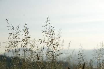 Grass on the meadow. Slovakia