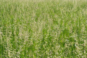 Grass on the meadow. Slovakia