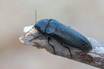 Eucnemidae - Phyllocerus bonvouloiri
