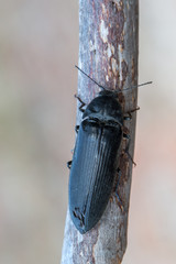 Eucnemidae - Phyllocerus bonvouloiri