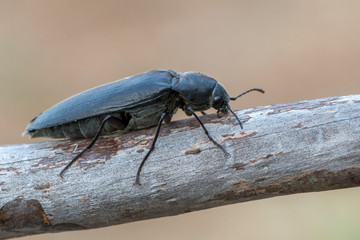 Eucnemidae - Phyllocerus bonvouloiri
