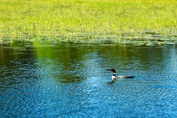 Common loon or great northern diver - gavia immer