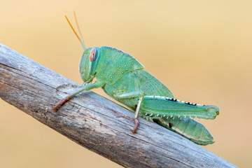 the Egyptian locust - Anacridium aegyptium