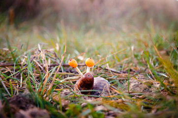 lovely snail figure made out of autumn fruits