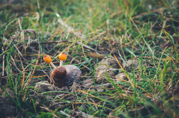 lovely snail figure made out of autumn fruits
