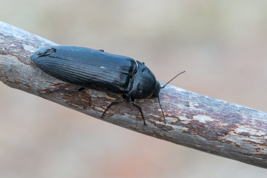 「Eucnemidae」の写真素材 29件の無料イラスト画像 Adobe Stock