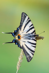 Scarce swallowtail - Iphiclides podalirius