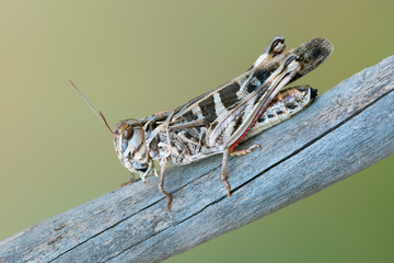 Handsome Cross Grasshopper - Oedaleus decorus