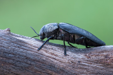 Buprestidae - Buprestis cupressi.