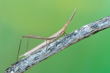 cone-headed grasshopper - Acrida ungarica