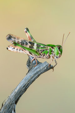 Handsome Cross Grasshopper - Oedaleus decorus
