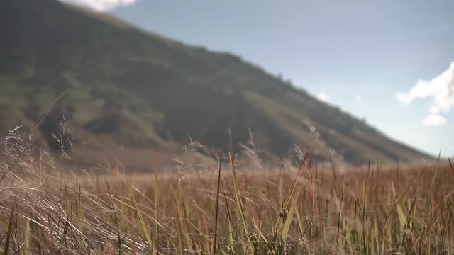 Meadow with mountain