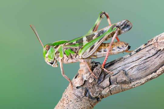 Handsome Cross Grasshopper - Oedaleus decorus