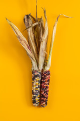 Cheerful and Colorful dried Indian Corn on yellow surface © Victoria Kondysenko