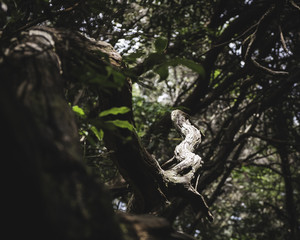 illuminated branch in the thicket