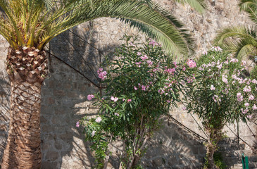 Oleander und Palme auf Korsika