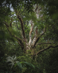 old tree in the thicket