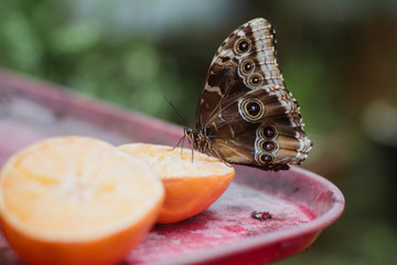 Beautiful Butterfly eating fruit