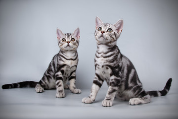 Fototapeta na wymiar studio photography of an American shorthair cat on colored backgrounds