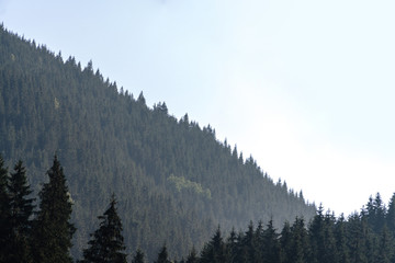 Forested mountain slope in low lying cloud with the evergreen conifers shrouded in mist in a scenic landscape view, Carpathian Ukrane