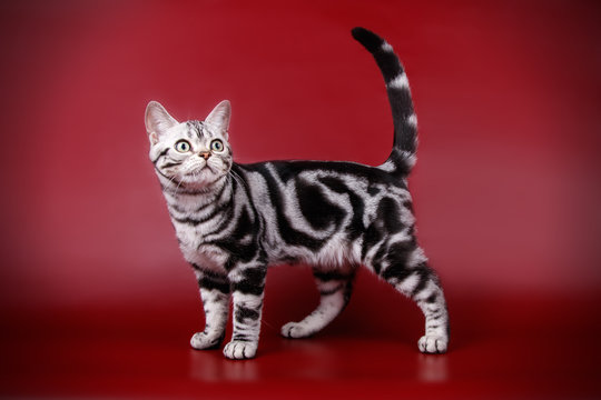 studio photography of an American shorthair cat on colored backgrounds