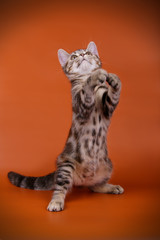 Obraz premium studio photography of an American shorthair cat on colored backgrounds