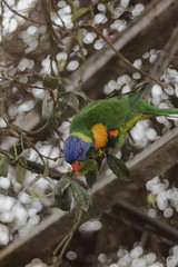 parakeet in the trees