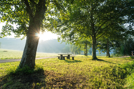 Bank neben einem Baum am Morgen mit Sonne