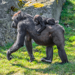 Portrait of powerful female African gorilla at guard with a baby