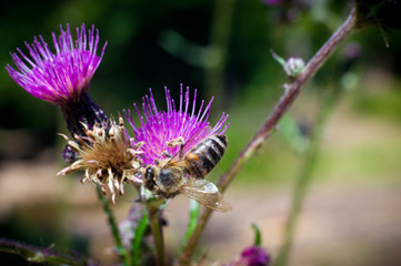 A detail on head and feelers of european honey bee, apis mellifera, sitting on thistle bloom. Body is full of pollen.