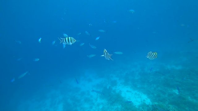school of Indo-Pacific sergeant swims over coral reef, Red sea, Egypt