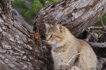 Gato común europeo silvestre de color pardo gris atigrado, sentado en suelo de bosque junto a tronco de árbol con corteza quebradiza, durante un día nublado de invierno en Cala Ratjada, Mallorca.