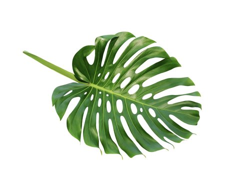 Monstera large tropical jungle leaf Swiss Cheese Plant, isolated on white background 